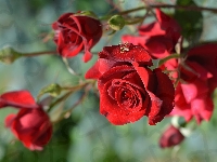 Kwiaty, Bzyg, Czerwone, Róże, Owad