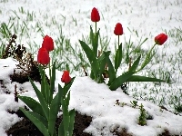 Tulipany, Czerwone, Śnieg