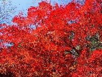 Czerwone, Drzewa, Licie