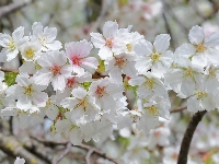 Białe, Kwiaty, Rozkwitnięte, Drzewo owocowe, Gałązka