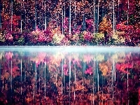 Jezioro, Kolorowe, Drzewa, Odbicie