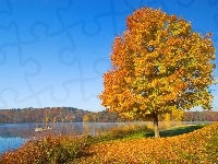Jezioro, Jesień, Drzewo, Liście