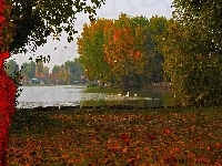 Kaczki, Jesień, Rzeka, Łabędzie, Drzewa