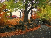 Kamienie, Jesień, Droga, Drzewa