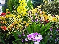 Kolorowe, Ogród, Różne, Kwiaty