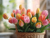 Tulipany, Kompozycja, Kolorowe, Koszyk