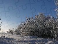 Śnieg, Drzea, Krzewy, Niebo