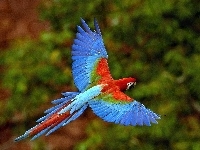 niebieska, Papuga, ara, skrzydła