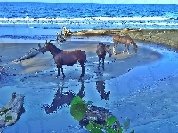 Plaża, Trzy, Konie, Morze