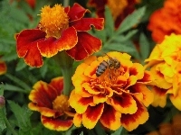Pszczoa, Kwiatki