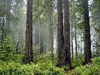 Redwood, Park, Mga, Kalifornia, Narodowy, Las