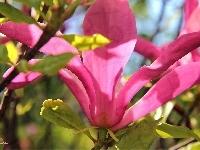Różowa, Magnolia