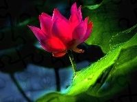 Kwiat, Rowy, Lotus