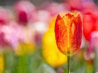 Tulipan, Czerwono-żółty, Rozświetlony