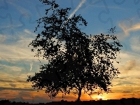 Zachód Słońca, Drzewo, Niebo