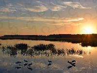 Ptaki, Wschód słońca, Jezioro, Trawy
