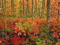 Liście, Drzewa, Las, Jesień