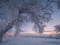 Drzewa, Śnieg, Niebo, Zima, Ośnieżone, Gałęzie