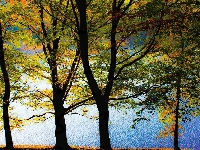 Liście, Drzewa, Kolorowe, Jezioro