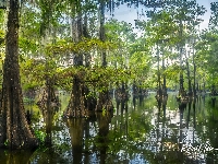 Drzewa, Teksas, Stany Zjednoczone, Jezioro, Cyprysy bagienne, Caddo Lake