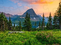 Drzewa, Stany Zjednoczone, Góry, Kwiaty, Park Narodowy Glacier, Montana, Łąka