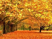 Drzewa, Jesień, Park, Liście
