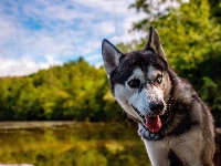 Oczy, Pies, Kolorowe, Heterochromia