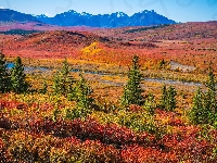 Jesień, Stany Zjednoczone, Góry, Droga, Park Narodowy Denali, Alaska, Drzewa