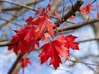 Drzewo, Liście, Klon, Jesień, Czerwone