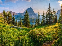 Jezioro, Montana, Stany Zjednoczone, Park Narodowy Glacier, Saint Mary Lake, Krzewy, Trawa, Góry, Drzewa