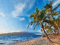 Morze, Wzgrza, Hawaje, Wyspa Maui, Palmy