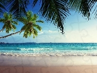 Plaża, Morze, Palmy