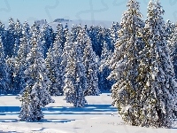 Ośnieżone, Zima, Las, Drzewa