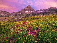 Mount Reynolds, Stany Zjednoczone, Góra, Kwiaty, Park Narodowy Glacier, Montana, Łąka