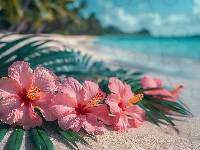 Plaża, Hibiskus, Kwiat