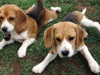 Psiaki, Dwa, Urocze, Beagle