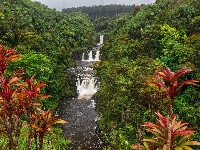 Rzeka, Umauma River, Drzewa, Hawaje, Wodospad, Roślinność, Stany Zjednoczone, Umauma Falls