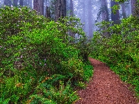 Różanecznik, Stany Zjednoczone, Paprocie, Mgła, Park Narodowy Redwood, Kalifornia, Ścieżka