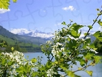 Wiśni, Gałązka, Kwiaty, Jezioro